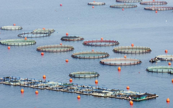 Εγκρίθηκαν νέα έργα για προϊόντα αλιείας και υδατοκαλλιέργειες